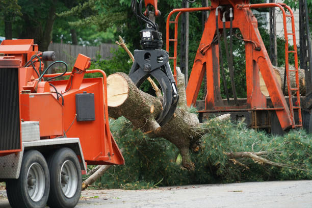 How Our Tree Care Process Works  in  Brentwood, NY